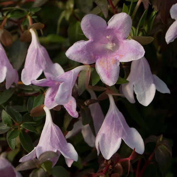 Pinky Bells