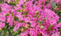 Mimie® Rose