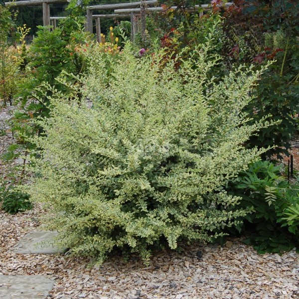 Ligustrum ibota (Бирючина Ібота)