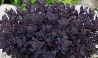 Plum Dazzled