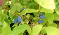 Myberry Farm