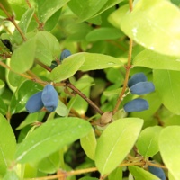 Myberry Farm