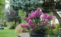 Enduring Lavender