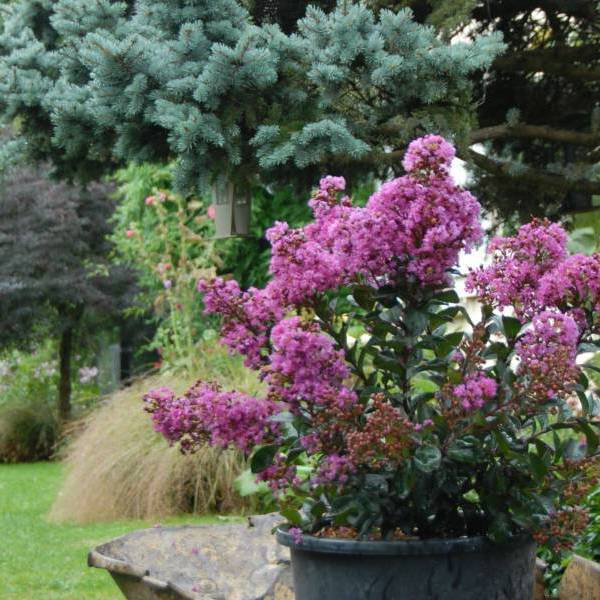 Enduring Lavender