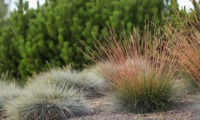 Sunrise (Festuca)