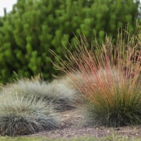 Sunrise (Festuca)