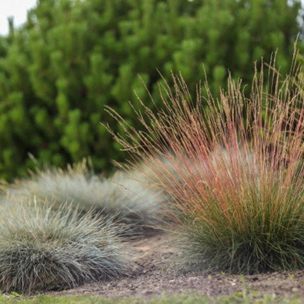 Sunrise (Festuca)