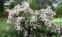 Mont Rose