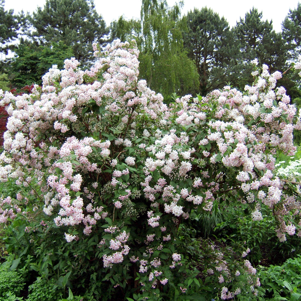 Deutzia × hybrida (Дейція Лемуана)