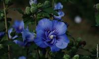 Beautifull Cobalt