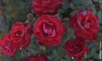 Ruby Ruby Ii