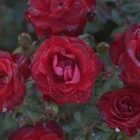 Ruby Ruby Ii