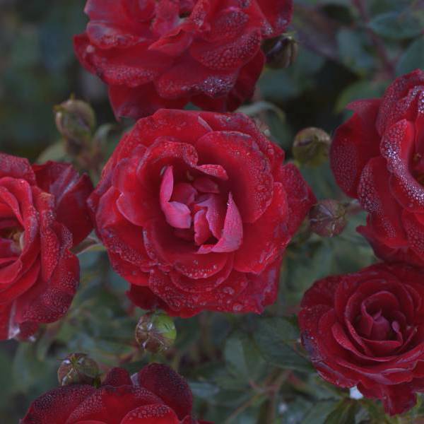Ruby Ruby Ii