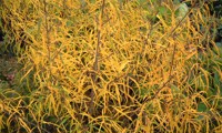 Asplenifolia