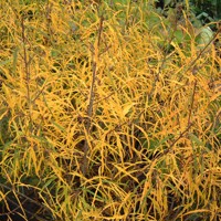 Asplenifolia