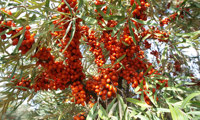 Sirola