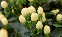 Pocket Gems White