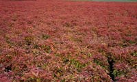Blush Pink (Nandina)
