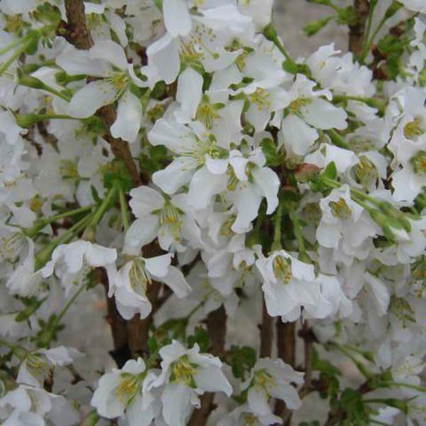 Kojou-No-Mai