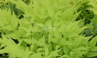 Magical® Lemon-Lime