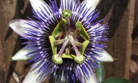 Riverside® Damsel's Delight