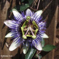 Riverside® Damsel's Delight