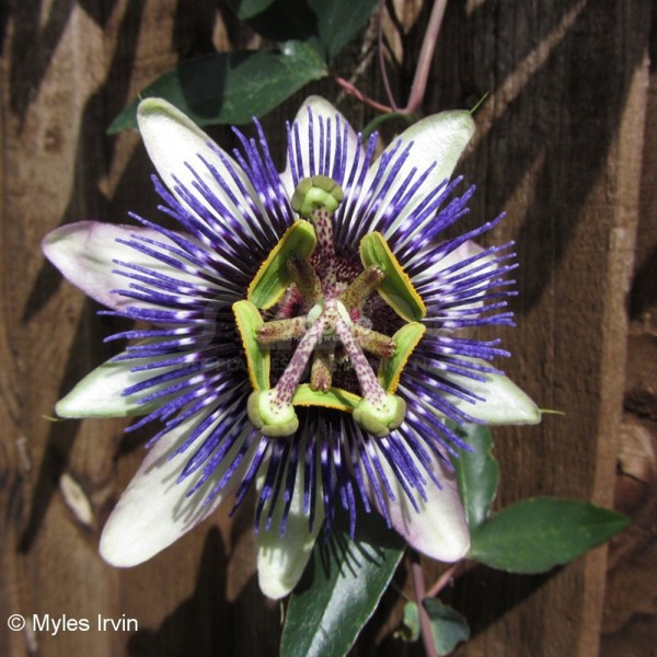 Passiflora × (Пасифлора гібридна)