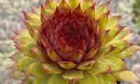 Chick Charms Pineapple Paradise