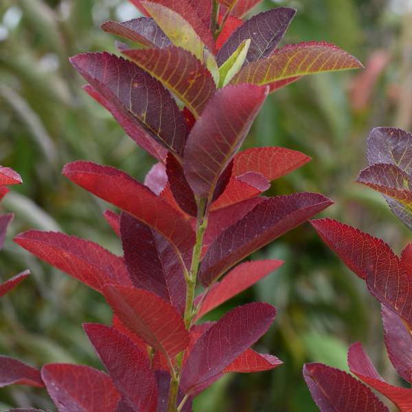 October Flame