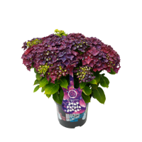 Music Collection® Deep Purple Dance