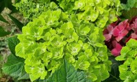 Green Ever Belles®