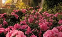 Autumn Carnation