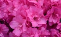 FLASH DANCE Pink