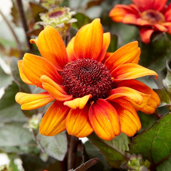Heliopsis × (Геліопсис гібридний)