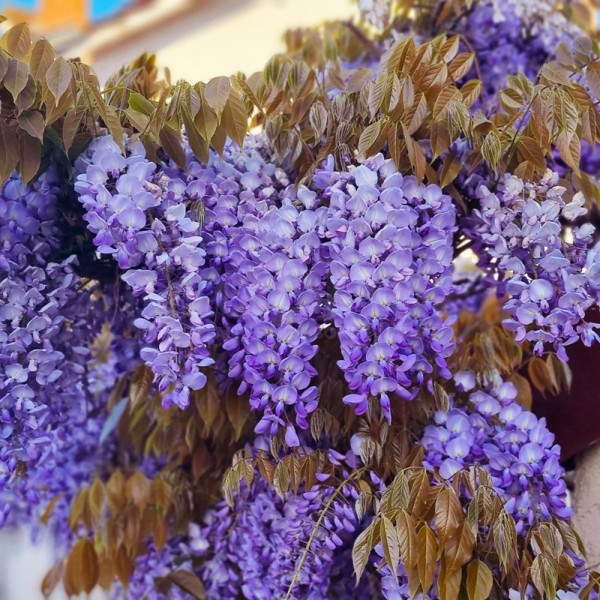 Wisteria sinensis (Ґліцинія китайська)