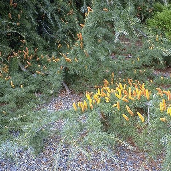 Pendula (Cedrus deodara)