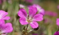 Orkney Cherry