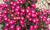 Jewel of Desert Amethyst