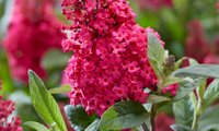 Butterfly Candy Little Ruby