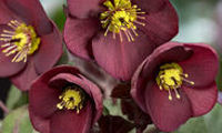 HGC® Ice N' Roses® Merlot
