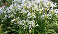 Pitchoune® White