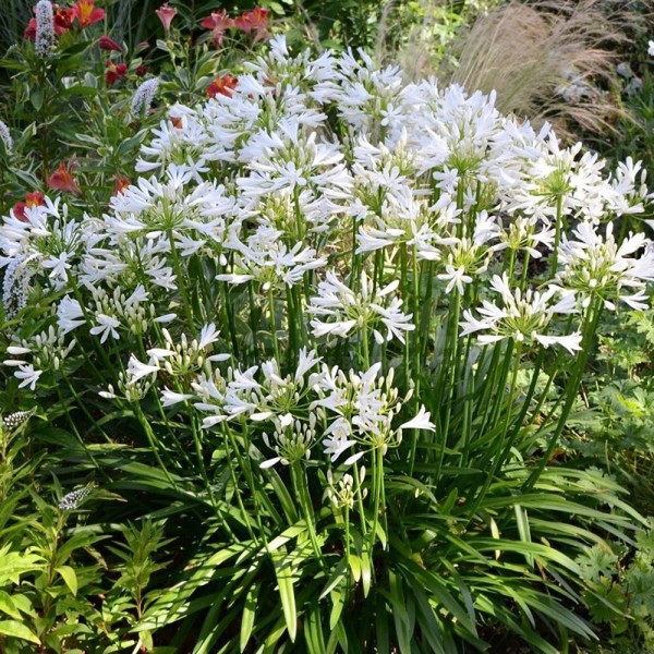 Pitchoune® White