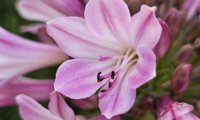 Everpanthus Poppin' Pink