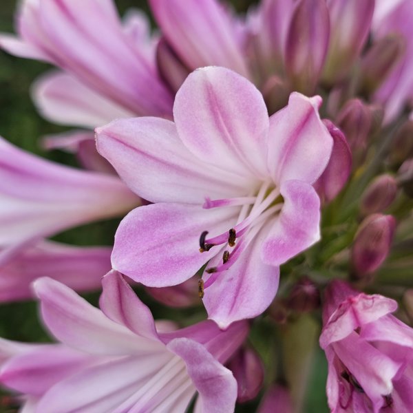 Everpanthus Poppin' Pink