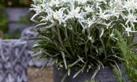 Blossom of Snow