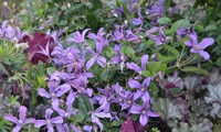 Saphyra® Estrella