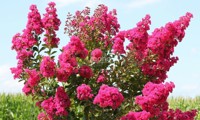 Fuchsia d'Été