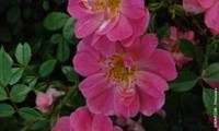 Pink Pin’s