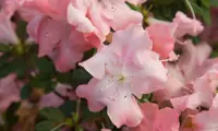 Autumn Debutante
