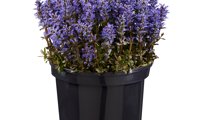 Feathered Friends 'Noble Nightingale'